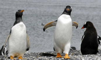 Caminata en Pingüinera