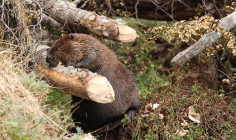 Ecoturismo con Castores!