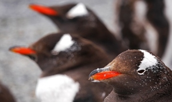 Navegación Canal Beagle + Caminata con pingüinos