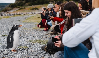 Pingüinera + Navegación